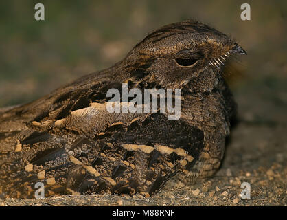 Horsfields Nachtzwaluw le colibri, grande Banque D'Images