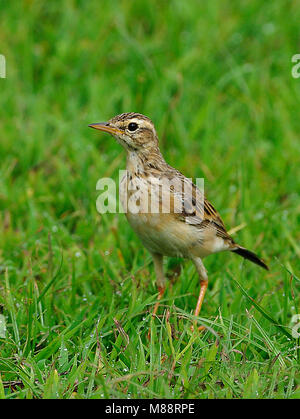 Dans Veldpieper ; veld Paddyfield Sprague dans domaine Banque D'Images