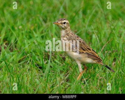 Dans Veldpieper ; veld Paddyfield Sprague dans domaine Banque D'Images