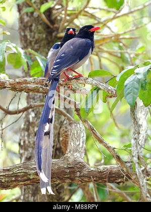 Roodsnavelkitta, Red-billed Blue Magpie Banque D'Images