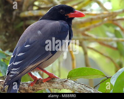 Roodsnavelkitta, Red-billed Blue Magpie Banque D'Images