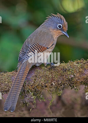 Brilstreepvleugel Barwing op tak, Ours à lunettes sur branch Banque D'Images