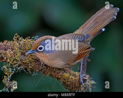 Brilstreepvleugel Barwing op tak, Ours à lunettes sur branch Banque D'Images
