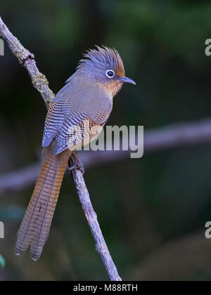 Brilstreepvleugel Barwing op tak, Ours à lunettes sur branch Banque D'Images