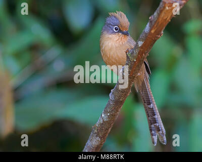 Brilstreepvleugel Barwing op tak, Ours à lunettes sur branch Banque D'Images