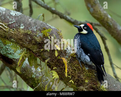 Eikelspecht op tak, Acorn Woodpecker on branch Banque D'Images