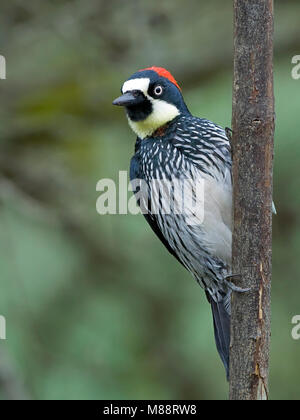 Eikelspecht, Acorn Woodpecker Banque D'Images