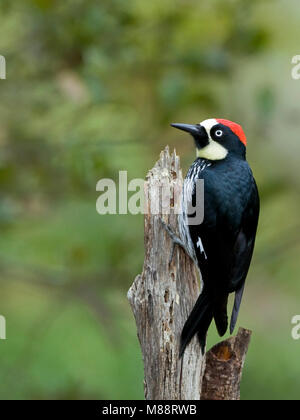 Eikelspecht, Acorn Woodpecker Banque D'Images