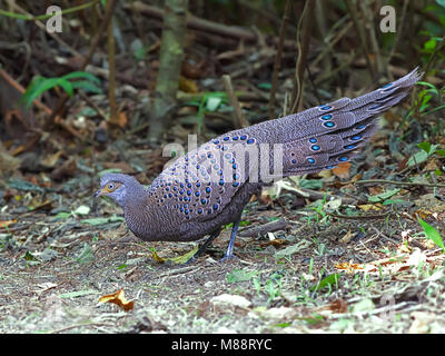 Dans Spiegelpauw Vrouwtje bos, femelle gris Peacock-Pheasant en forêt Banque D'Images