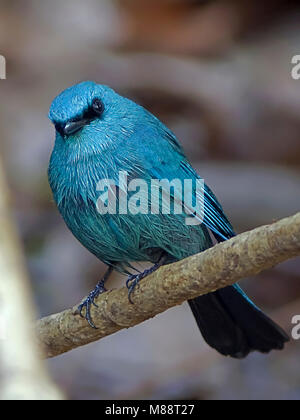 Mannetje, homme Azuurvliegenvanger Verditer Flycatcher Banque D'Images