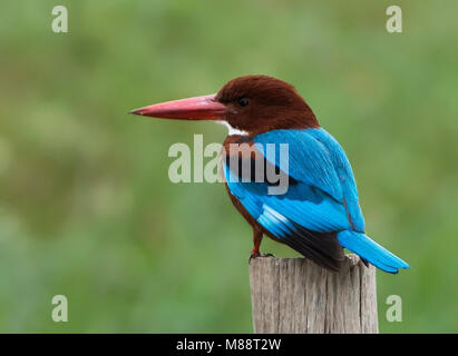 Witkeelijsvogel paal op ; White-throated Kingfisher perché sur perche Banque D'Images