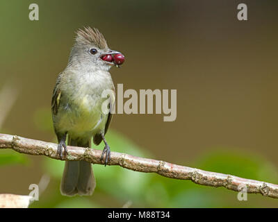 Geelbuikelenia besjes zittend op tak a rencontré, Yellow-bellied Elaenia perché sur branche avec fruits rouges Banque D'Images