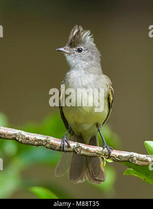 Geelbuikelenia zittend op tak, Yellow-bellied Elaenia perché sur branch Banque D'Images