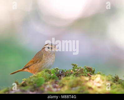 Raddes, Boszanger de Radde, Phylloscopus schwarzi Banque D'Images