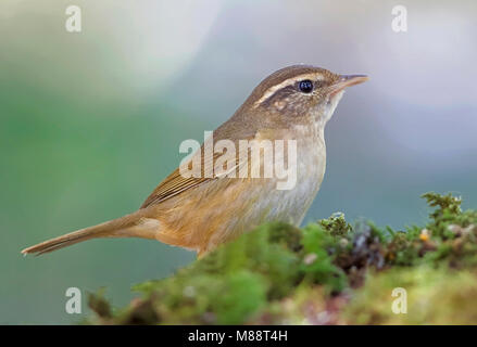 Raddes, Boszanger de Radde, Phylloscopus schwarzi Banque D'Images