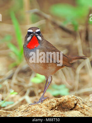 Siberian Rubythroat, Roodkeelnachtegaal, Luscinia calliope Banque D'Images