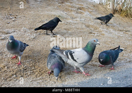 Dans Postduiven de winter ; pigeons sauvages en hiver Banque D'Images