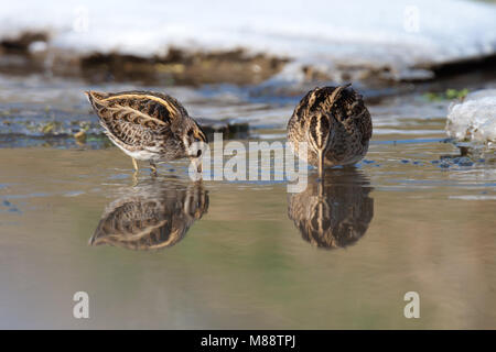 Dans kwelwater Bokje foeragerend dans de winter ; Jack Snipe de nourriture en hiver Banque D'Images