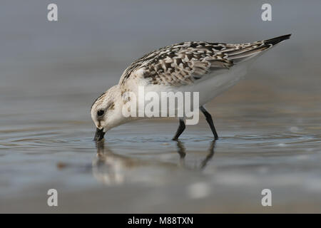 Foeragerende juveniele Drieteenstrandloper ; juvéniles nourriture Sanderling Banque D'Images