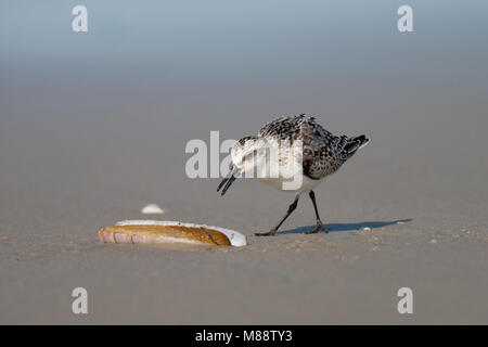 Drieteenstrandloper foeragerend zwaardschede op Amerikaanse ; Sanderling se nourrissant de l'Américain Jack knife clam Banque D'Images