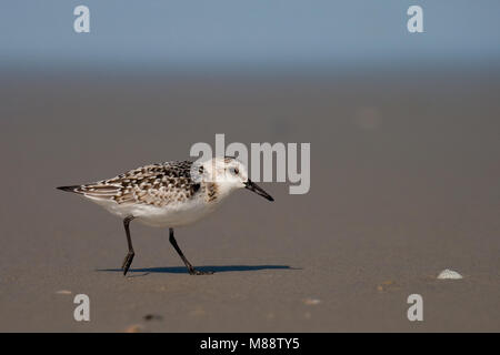 Juveniele Drieteenstrandloper Sanderling juvénile ; Banque D'Images