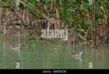 Marmereend, marbré de canard, Marmaronetta angustirostris Banque D'Images