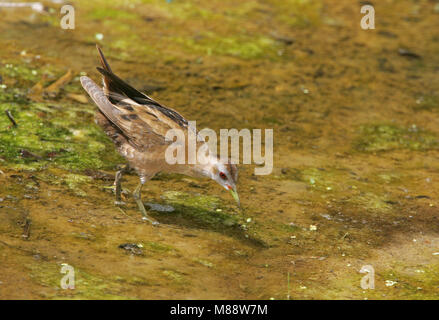 Klein Waterhoen zoekend naar voedsel ; Little Crake en quête de nourriture Banque D'Images