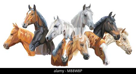 Série de portraits de vecteur coloré (races de chevaux Trakehner cheval, poney Welsh, Orlov Trotter, Arabian Horse, Appaloosa Horse) isolated on white backg Illustration de Vecteur