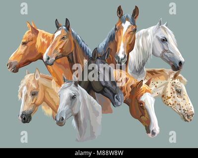 Série de portraits de vecteur coloré (races de chevaux Trakehner cheval, poney Welsh, Orlov Trotter, Arabian Horse, Appaloosa Horse) isolé sur zone de gris Illustration de Vecteur