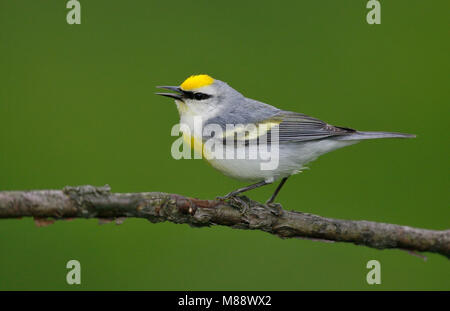 Blauwvleugelzanger Geelvleugelzanger x Hybride Hybride, Blue-winged Warbler Paruline à ailes x Banque D'Images