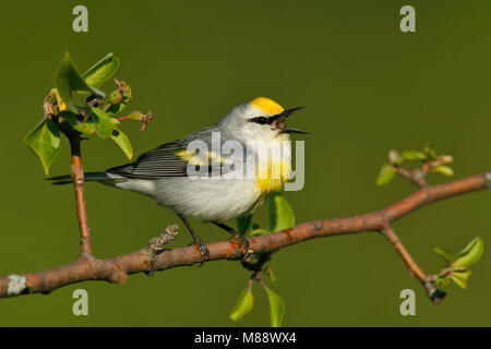 Blauwvleugelzanger Geelvleugelzanger x Hybride Hybride, Blue-winged Warbler Paruline à ailes x Banque D'Images