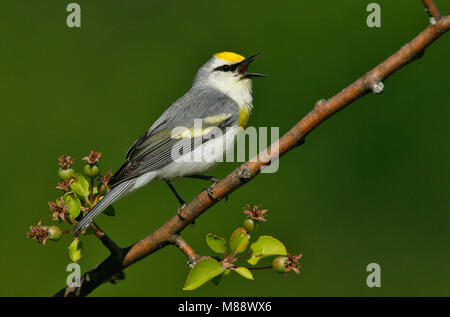 Blauwvleugelzanger Geelvleugelzanger x Hybride Hybride, Blue-winged Warbler Paruline à ailes x Banque D'Images