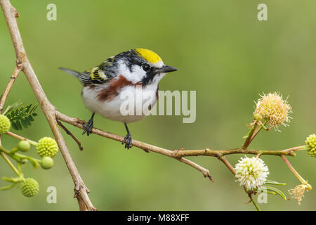 Mâle adulte, Galveston, TX Avril 2013 Co. Banque D'Images