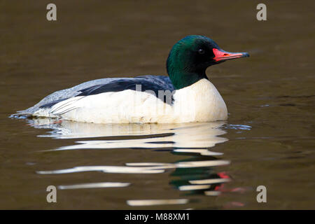 Mâle adulte, Vancouver, B.C., Canada Janvier 2013 Banque D'Images