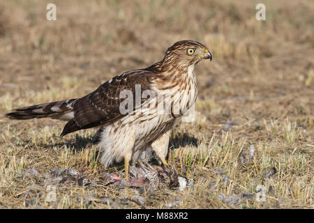 Chambres juvénile Co., TX Octobre 2013 Banque D'Images