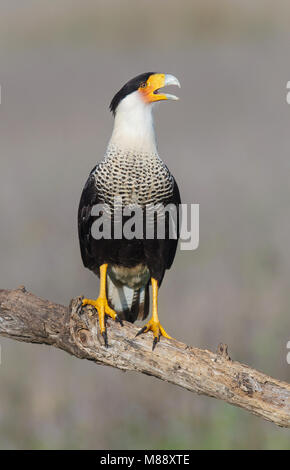 Hidalgo adultes Co., mars 2014 TX Banque D'Images