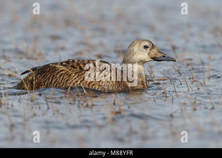 Brileider Vrouwtje, femme Eider à lunettes Banque D'Images