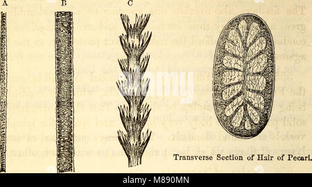 Anatomie et physiologie élémentaires - pour les collèges, académies, écoles et autres (1869) (21222182681) Banque D'Images