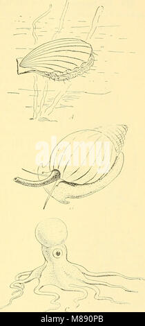 La biologie élémentaire ; une introduction à la science de la vie (1924) (21026575410) Banque D'Images