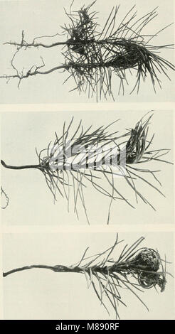 Die Forstinsekten Mitteleuropas. Ein Lehr- und Handbuch (1914) (20295620543) Banque D'Images