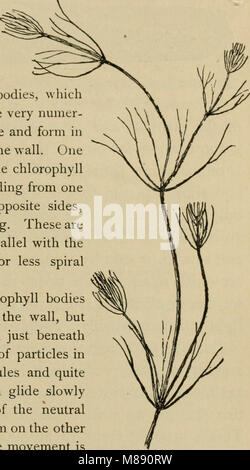 Ce manuel de botanique élémentaire de 1898 initie les élèves aux principes de base de la biologie végétale, y compris la structure, la reproduction et la classification des plantes. Il sert de ressource d'introduction pour les étudiants en botanique. Banque D'Images
