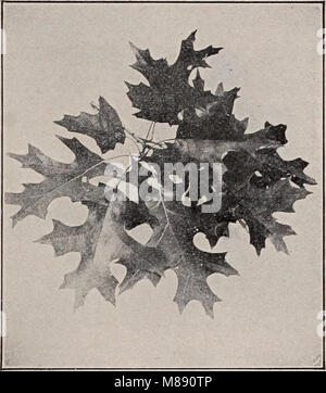 'Botany élémentaire' (1905) est un manuel pédagogique qui introduit les principes fondamentaux de la botanique, couvrant l'anatomie végétale, la classification et le rôle des plantes dans les écosystèmes. Banque D'Images