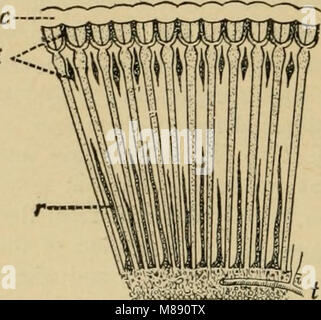 *Elementary Entomology* (1912) est un texte d'introduction à l'étude des insectes, couvrant des sujets tels que l'anatomie des insectes, leur classification, leur comportement et leurs rôles écologiques dans les écosystèmes, offrant des connaissances fondamentales pour les étudiants en entomologie. Banque D'Images