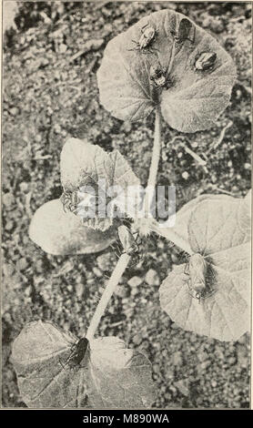 Cette publication de 1912 fournit une introduction à l'étude de l'entomologie, en se concentrant sur les principes de base de la biologie des insectes, de leur classification et de leur rôle dans les écosystèmes. Banque D'Images