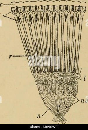 Entomologie élémentaire (1912) (20596008714) Banque D'Images