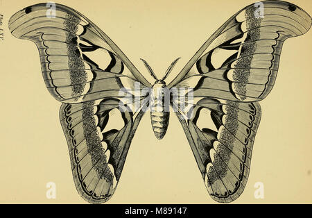 Le *Elementary Text-Book of Entomology* (1892) fournit des connaissances fondamentales sur les insectes, y compris leur anatomie, leur cycle de vie et leur classification, conçu pour les étudiants et les praticiens. Banque D'Images