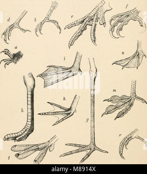 Texte-livre élémentaire de zoologie (1884) (21045672239) Banque D'Images
