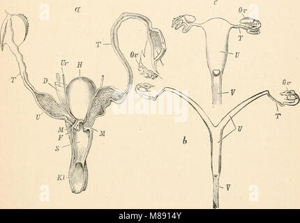 Le livre élémentaire de Zoologie de 1884 fournit une introduction à la biologie animale, y compris la classification, la physiologie et le comportement de diverses espèces. Banque D'Images