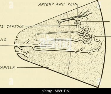 Éléments de biologie, avec référence spéciale à leur rôle dans la vie des animaux (1933) (21052381500) Banque D'Images