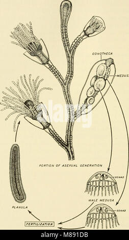 Éléments de biologie, avec référence spéciale à leur rôle dans la vie des animaux (1933) (21230103582) Banque D'Images